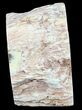 Polished Petrified Wood Limb - Madagascar #54597-2